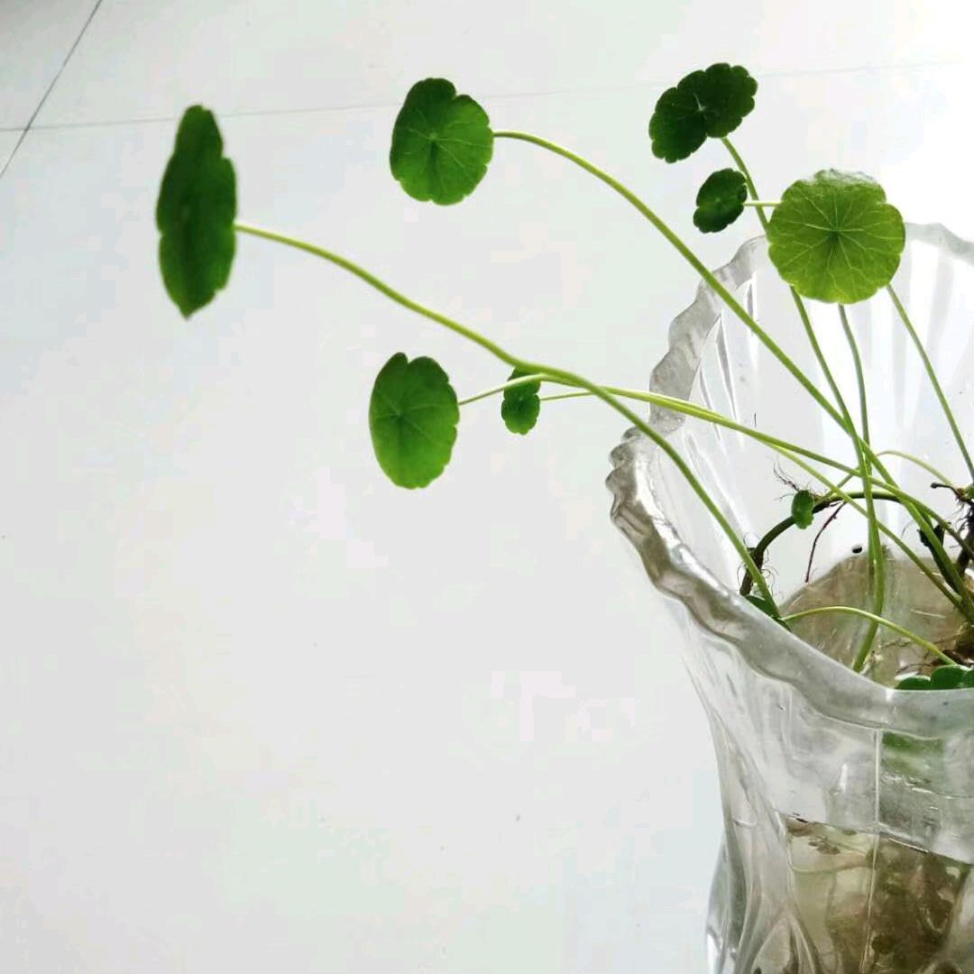 布衣红茶