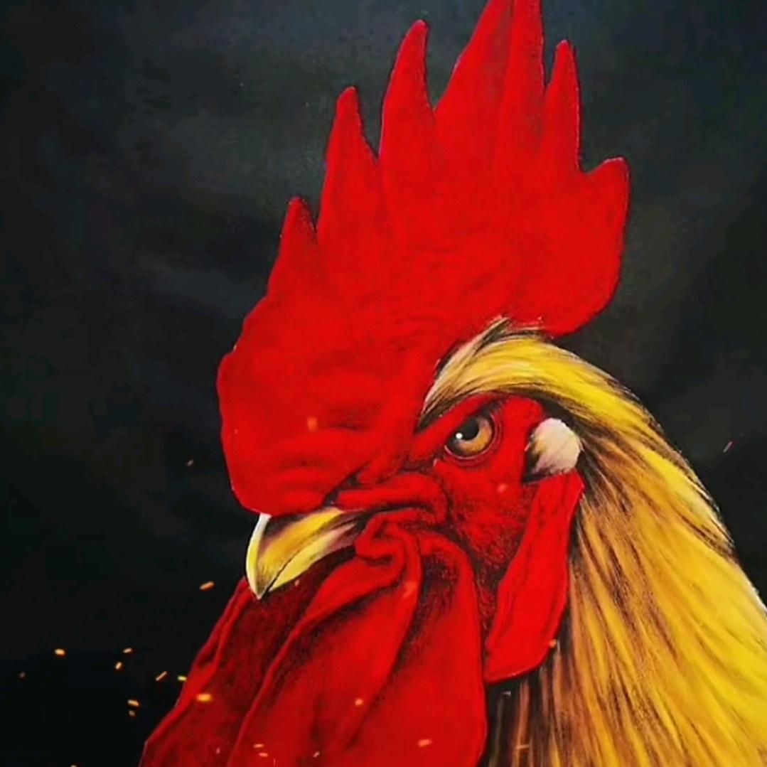 广西兴业肉鸡中介  小陈