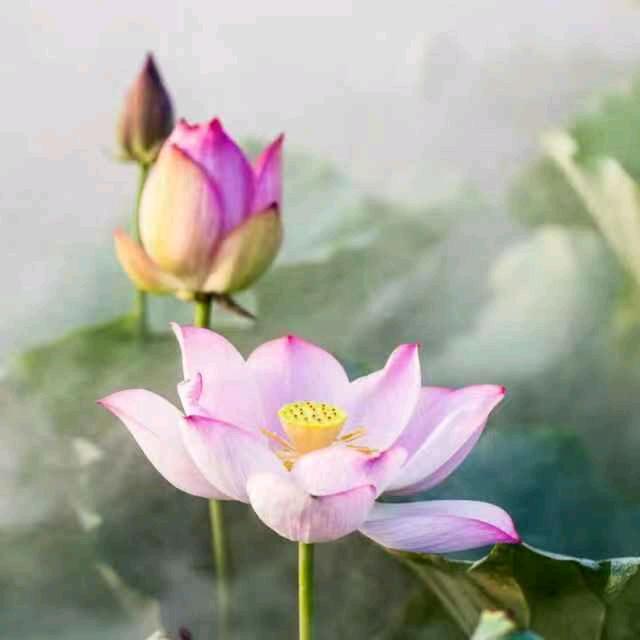 🍀️🌷️心静如水