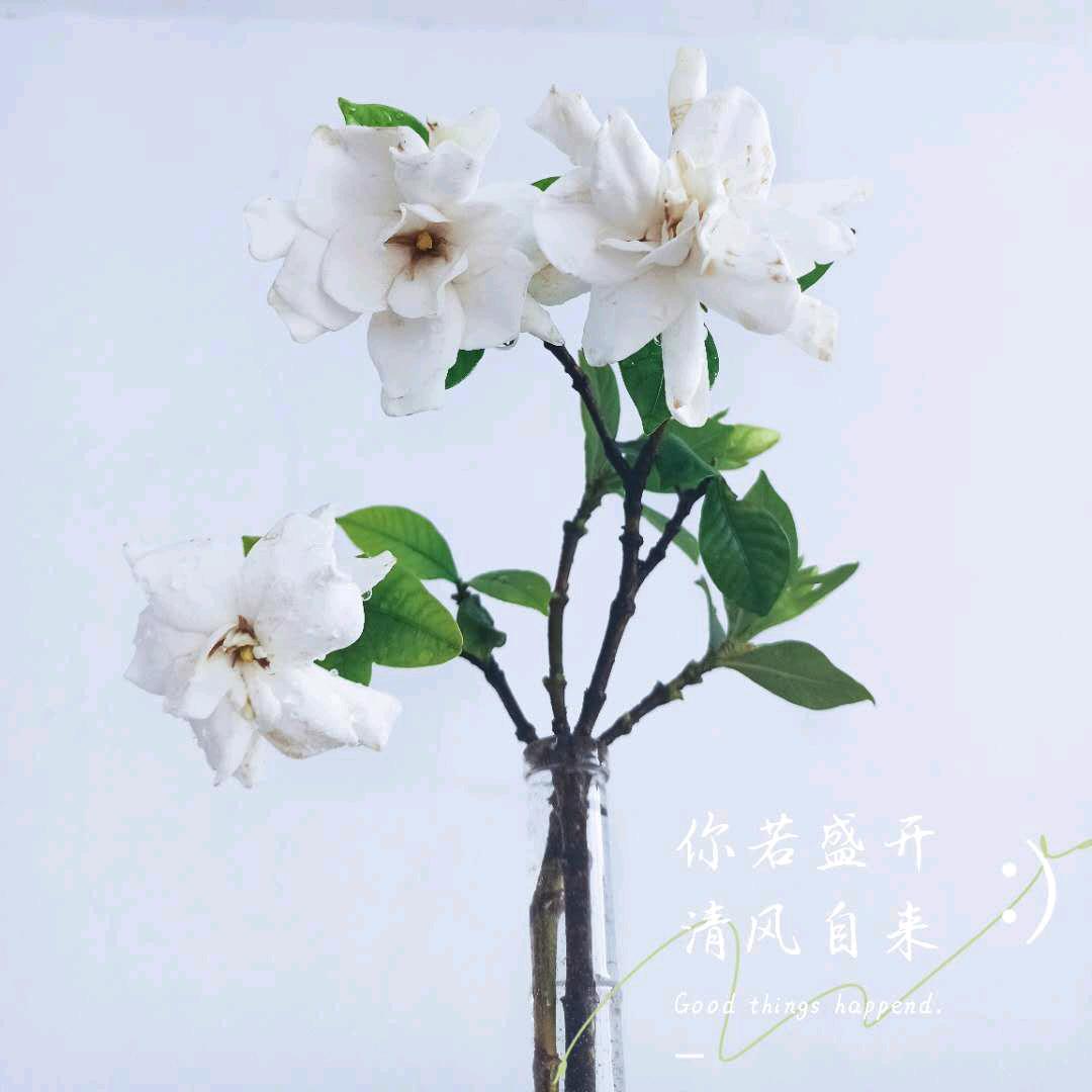 一片一片