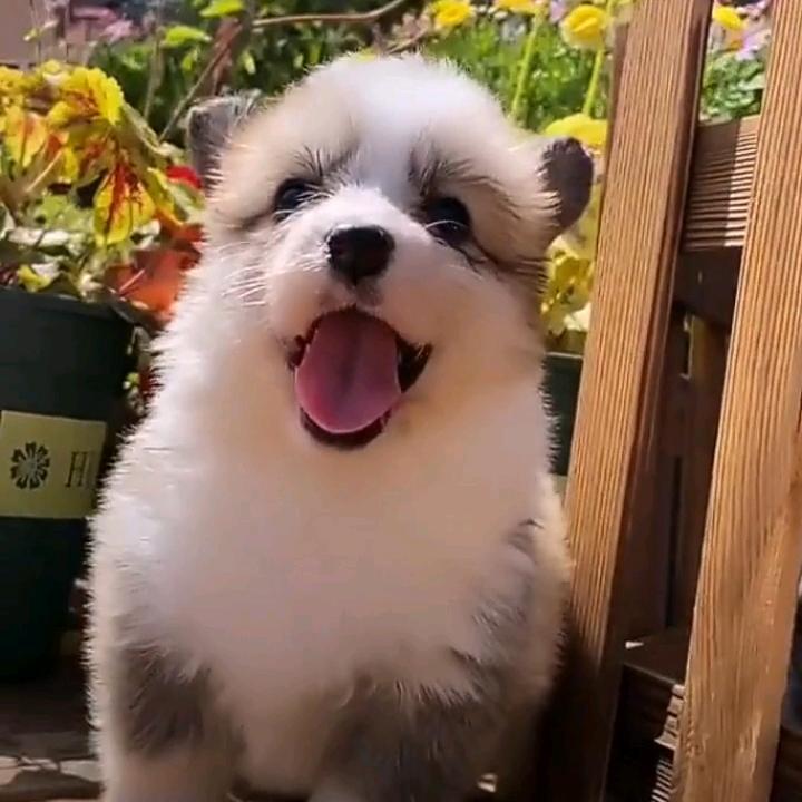 清玉珍博