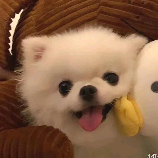抹茶苦梨