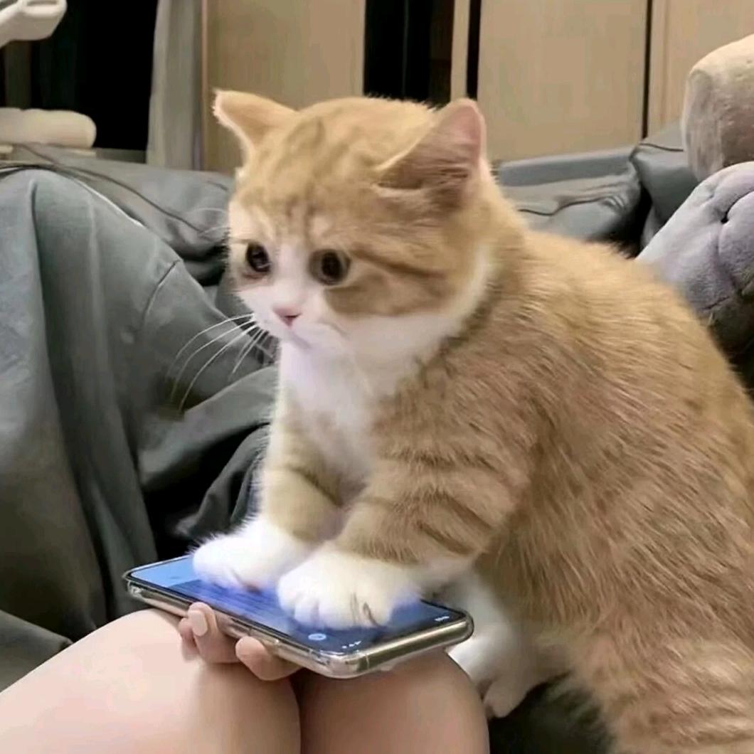 目击证人