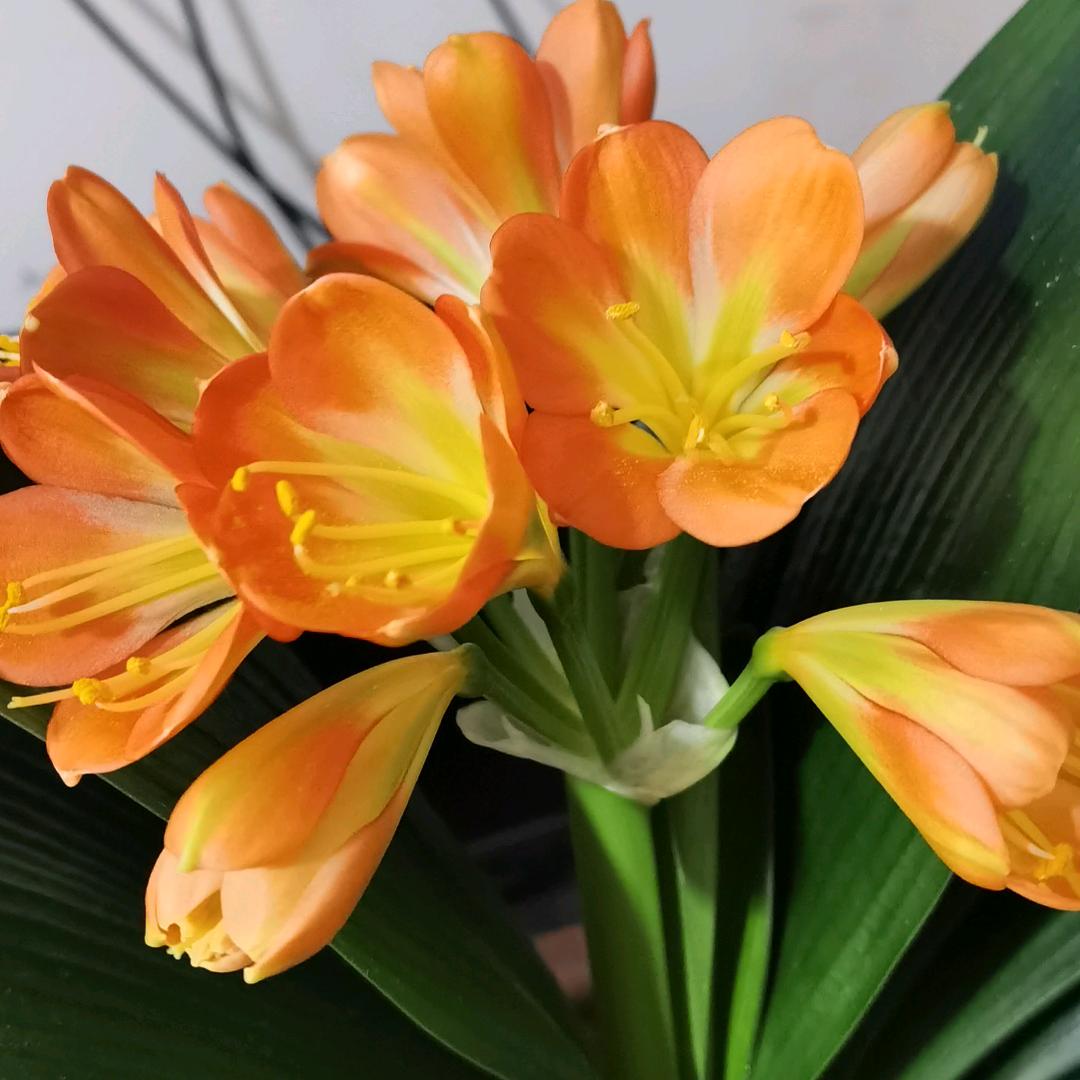 大围河老回回涮肉