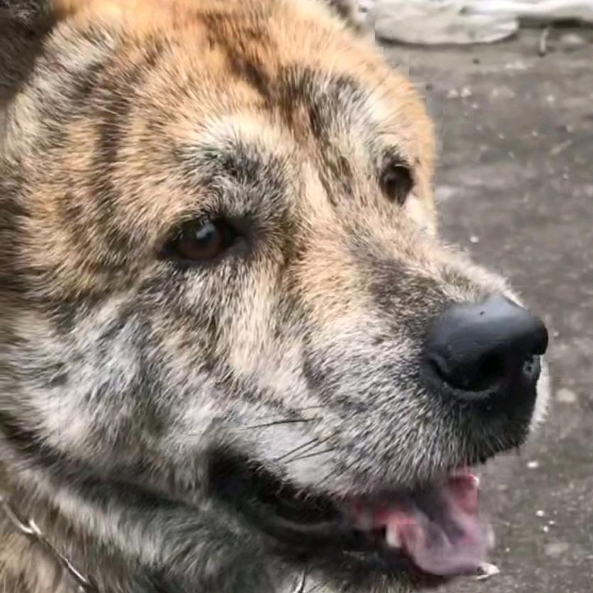 遂川县郭大师培育D田园犬