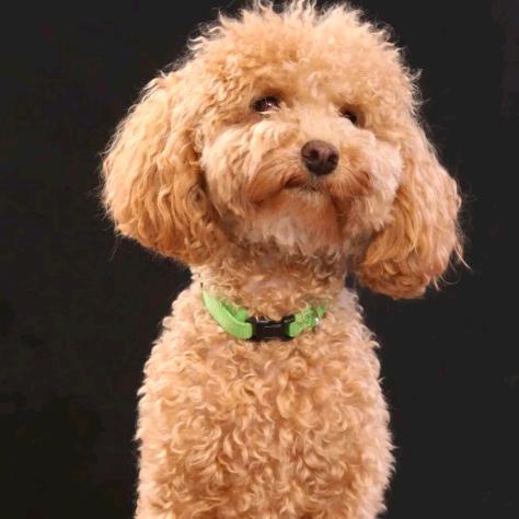 卖猪崽的钟小钟