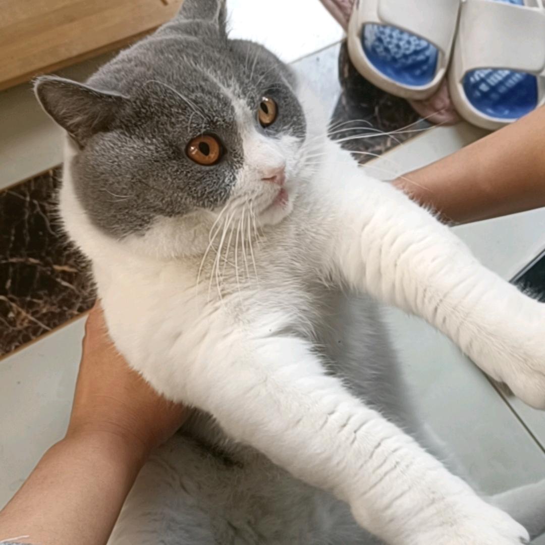 翟大轩