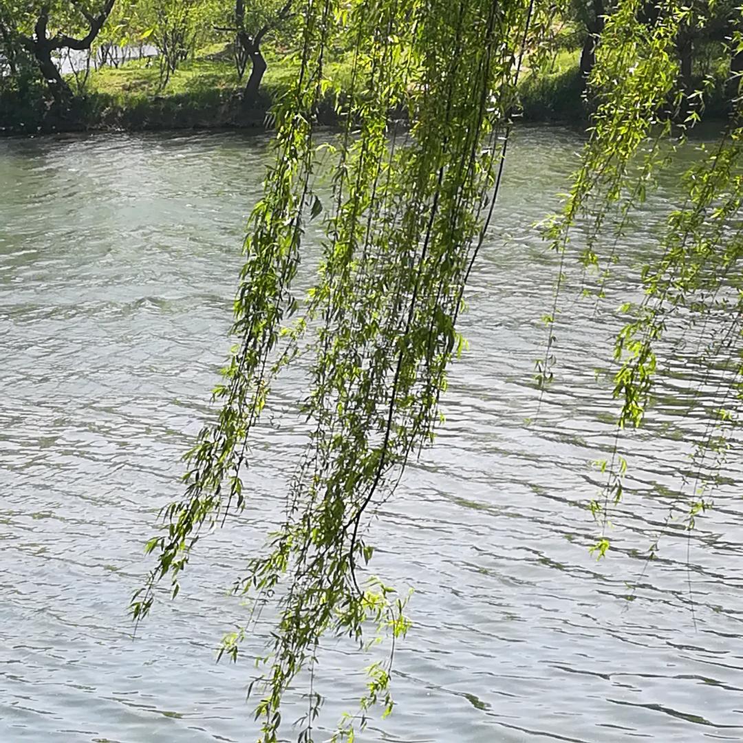 清风来