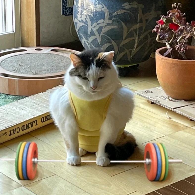 屙了么正在出餐