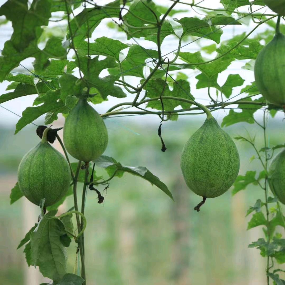 龙云村瓜蒌籽王，雪梅