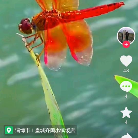 蜻蜓点水