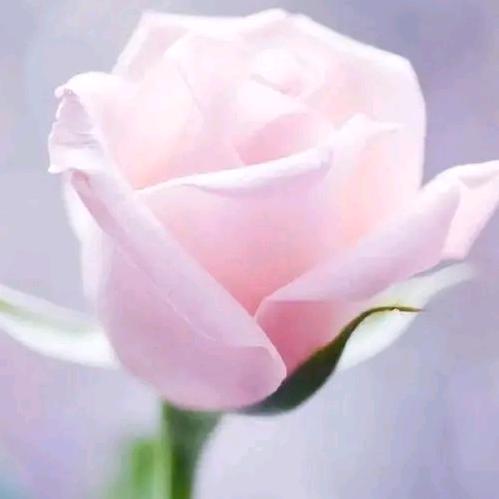 @芳💞