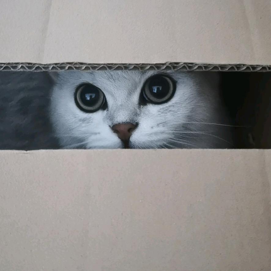 小  鱼