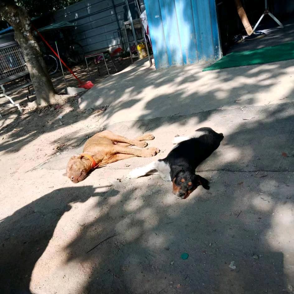 舒氏犬业 (宠物托运)