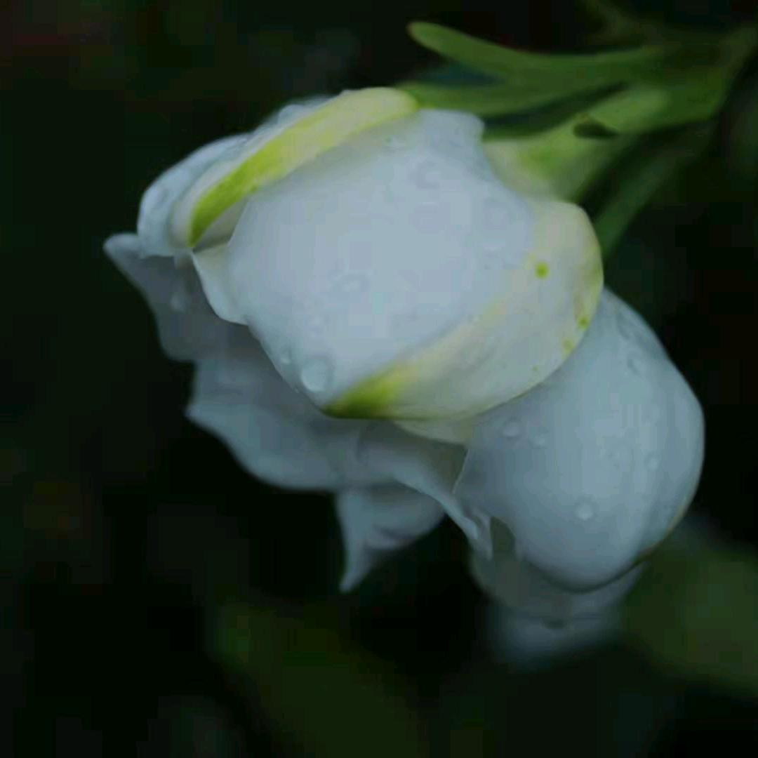 媚丘迟