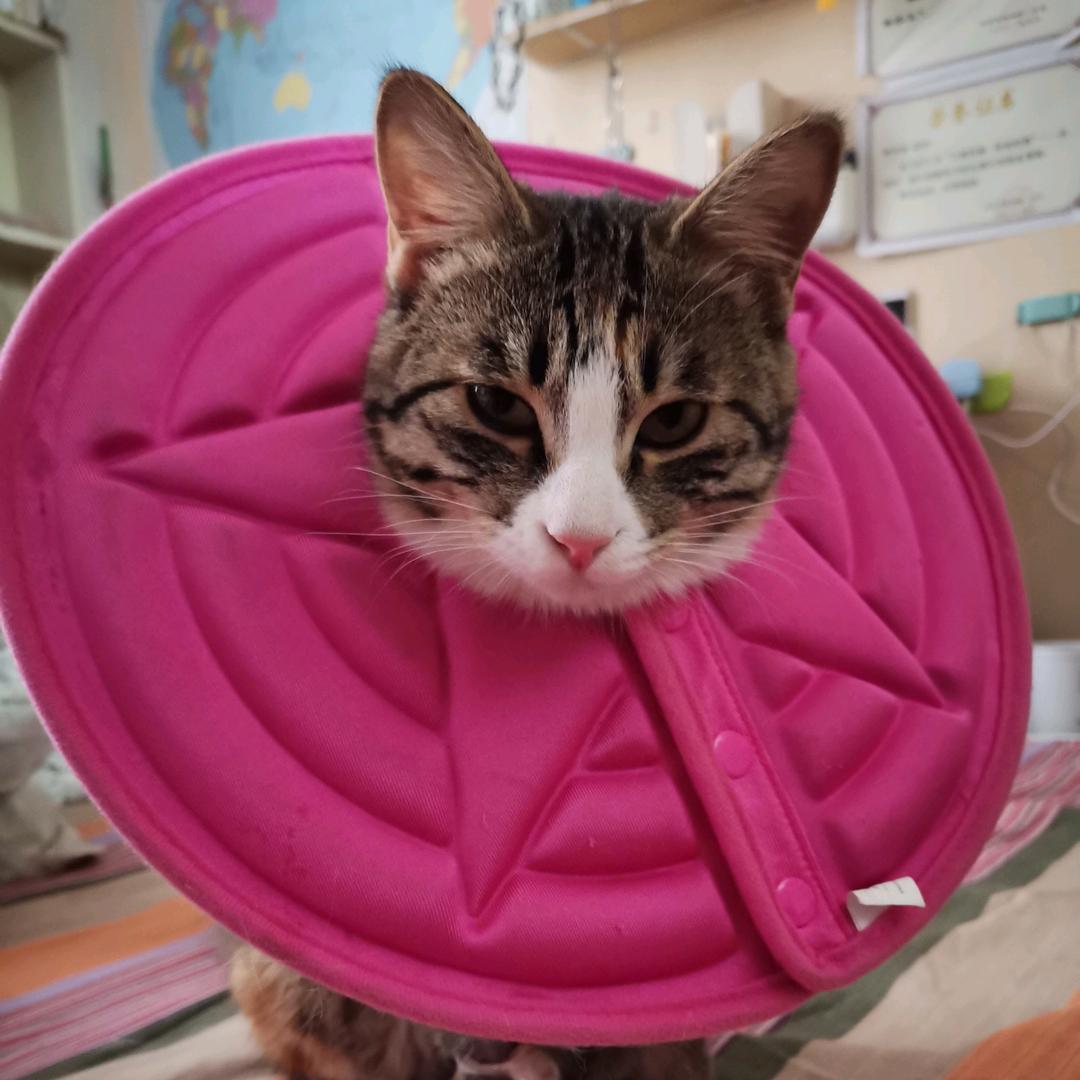 大猫