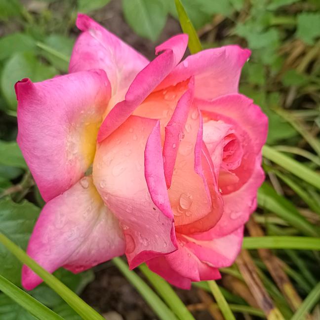 ꧁贾ℒℴѵℯ王¹³¹⁴꧂