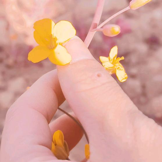 糖🌱糖