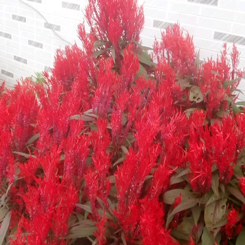 紫罗蓝花园