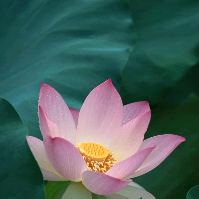 小草的快乐