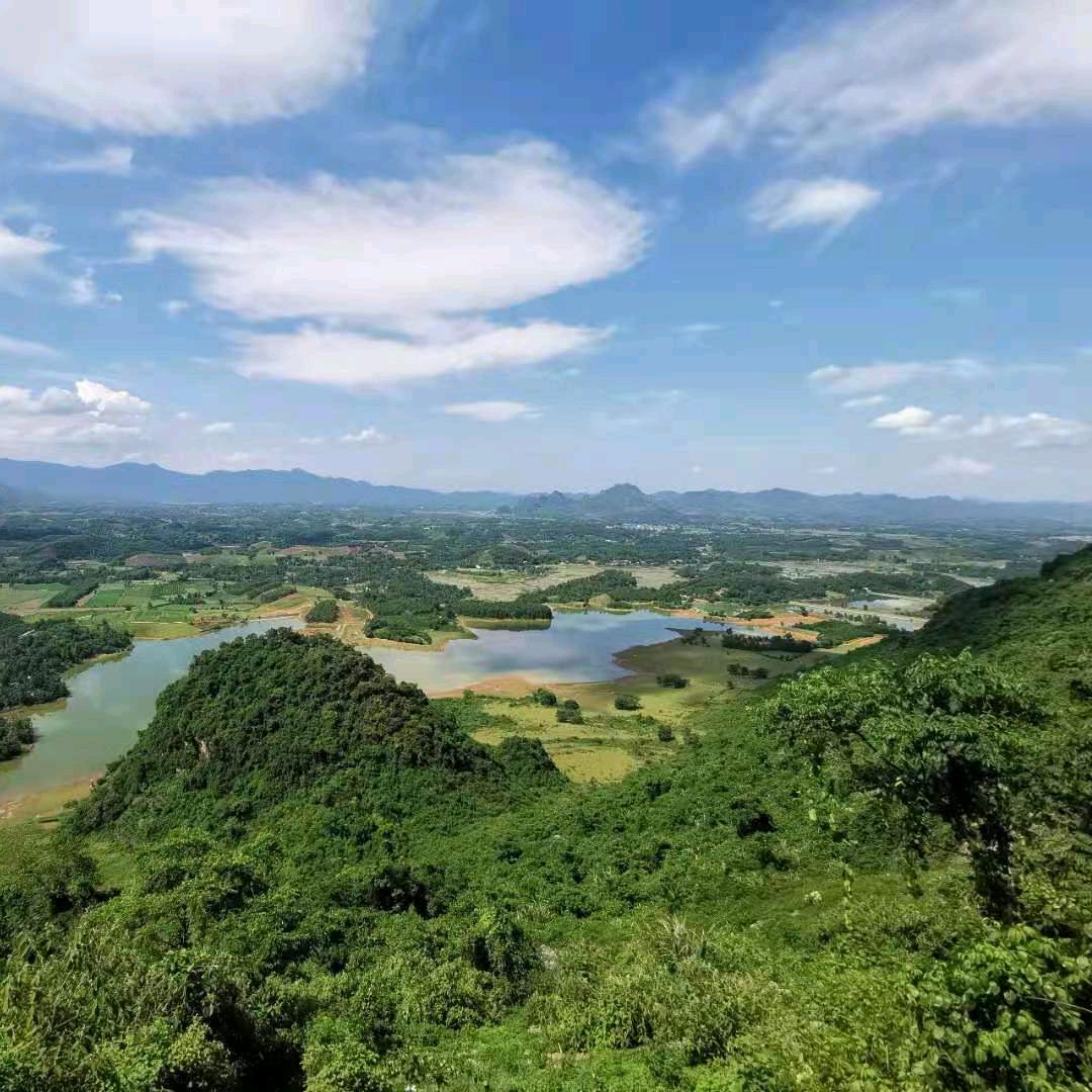 海南齐民树种苗