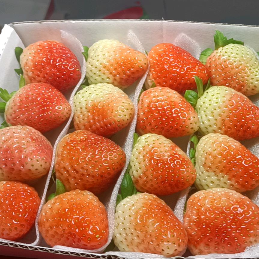 云南四季草莓，基地直发