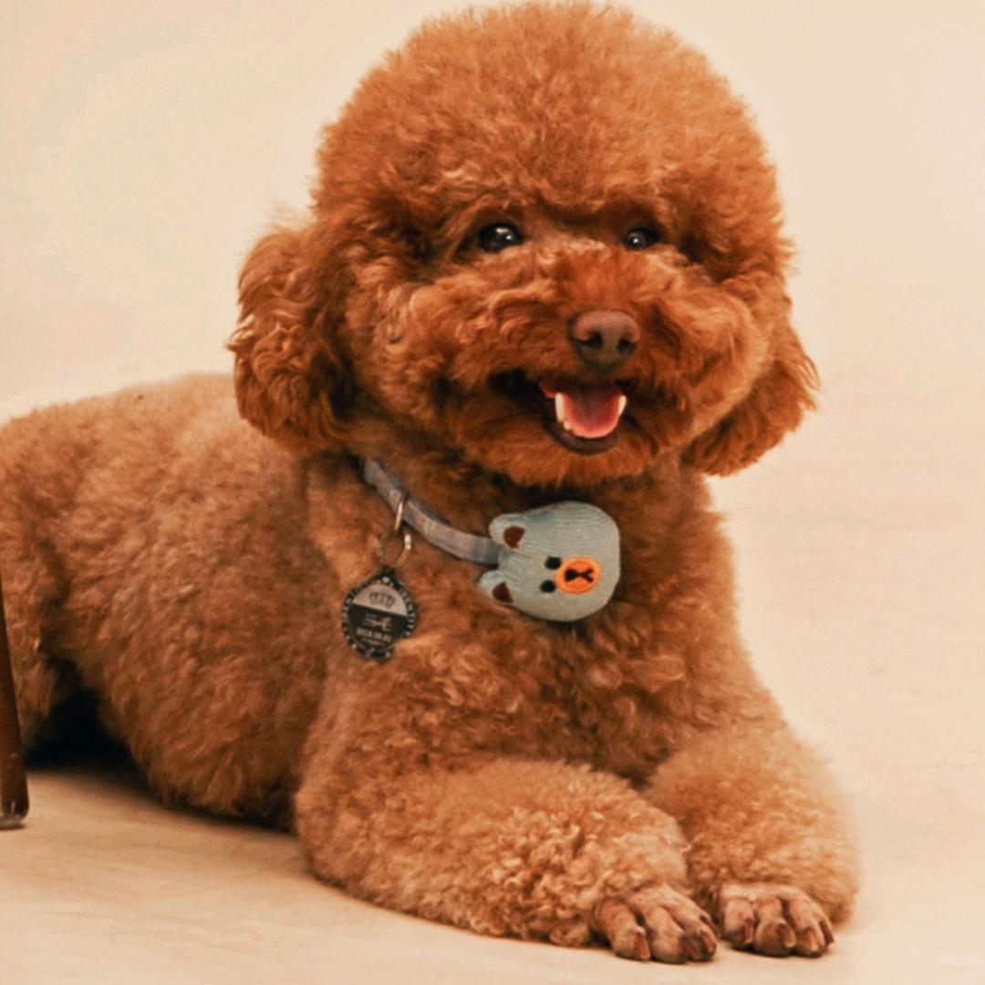 三毛宠物馆官方号