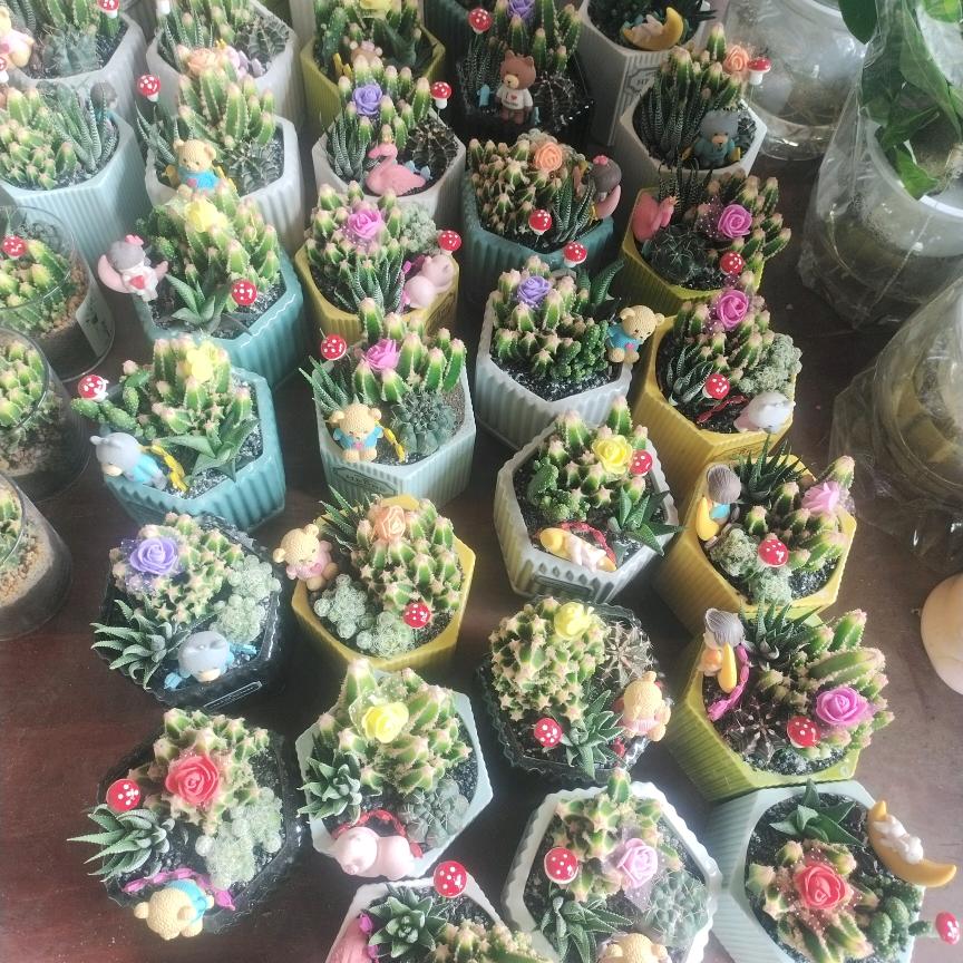 亲亲花卉绿植，多肉批发