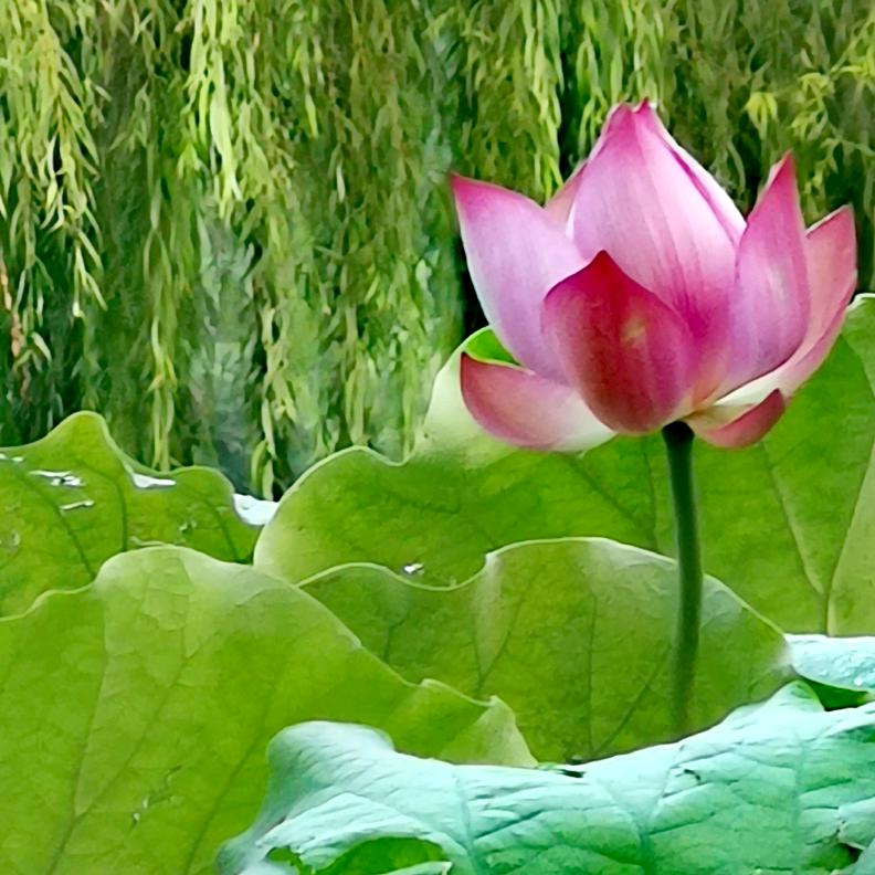 春雨