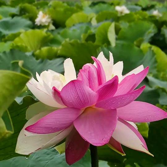 明天会更好