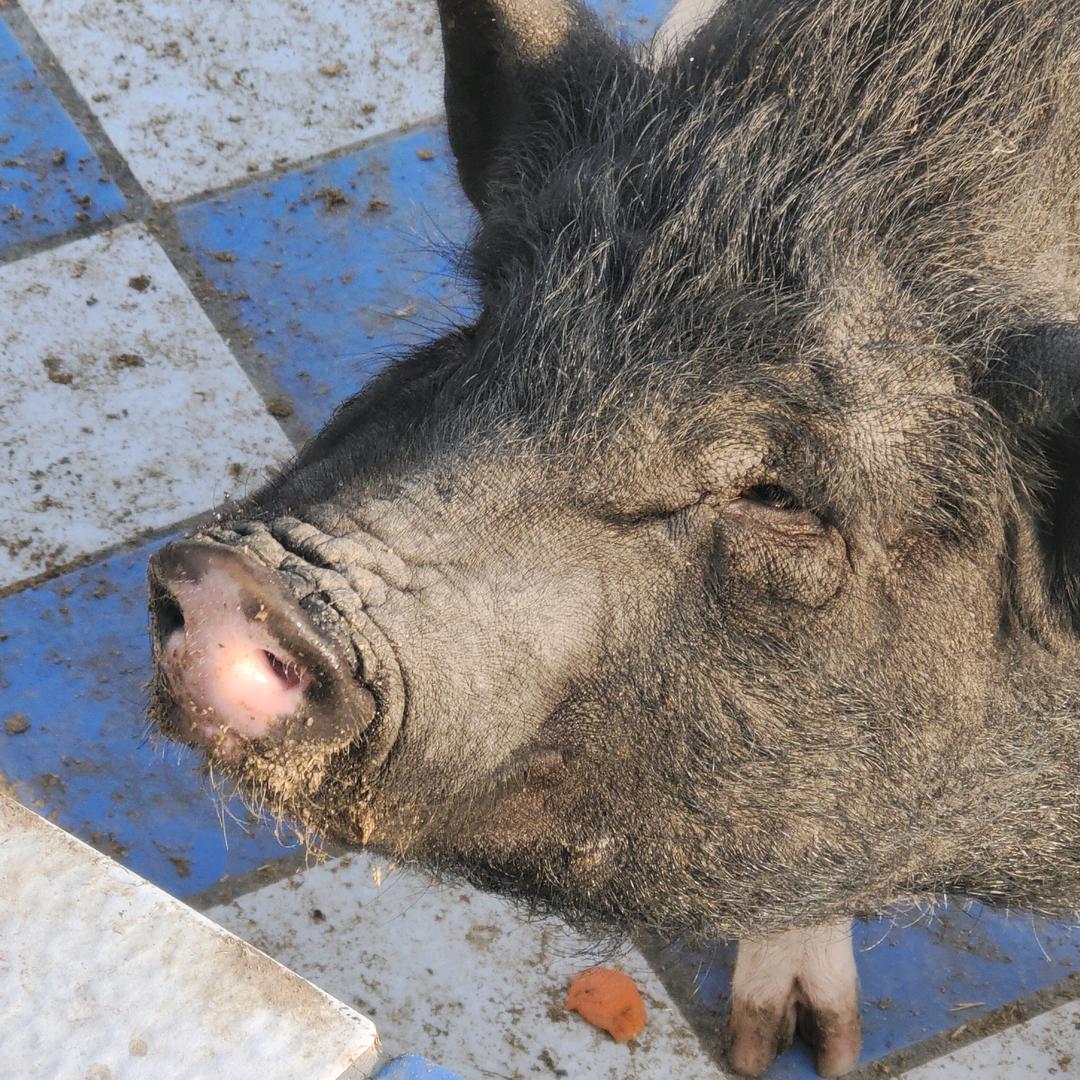 爱炫红烧肉