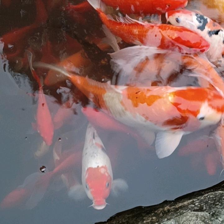 百合