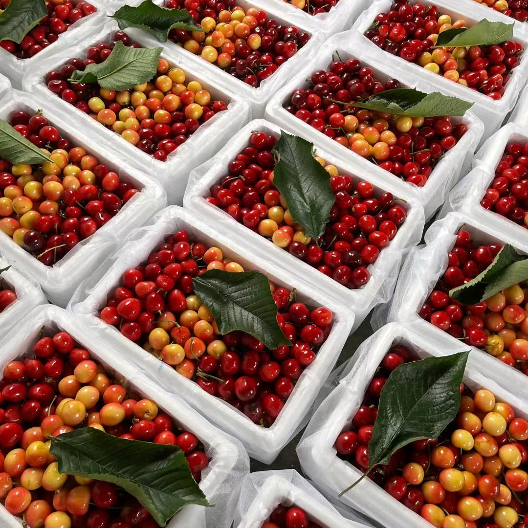 姥姥家的大樱桃（大连陆地）