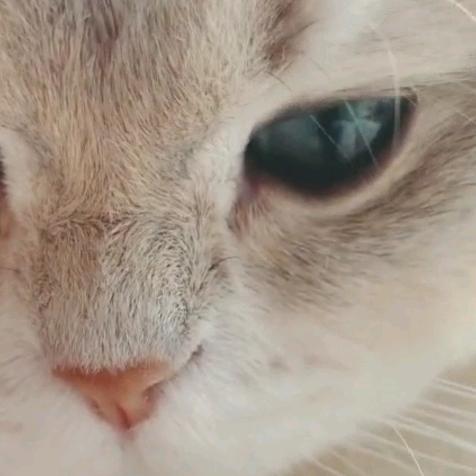 KK八千子
