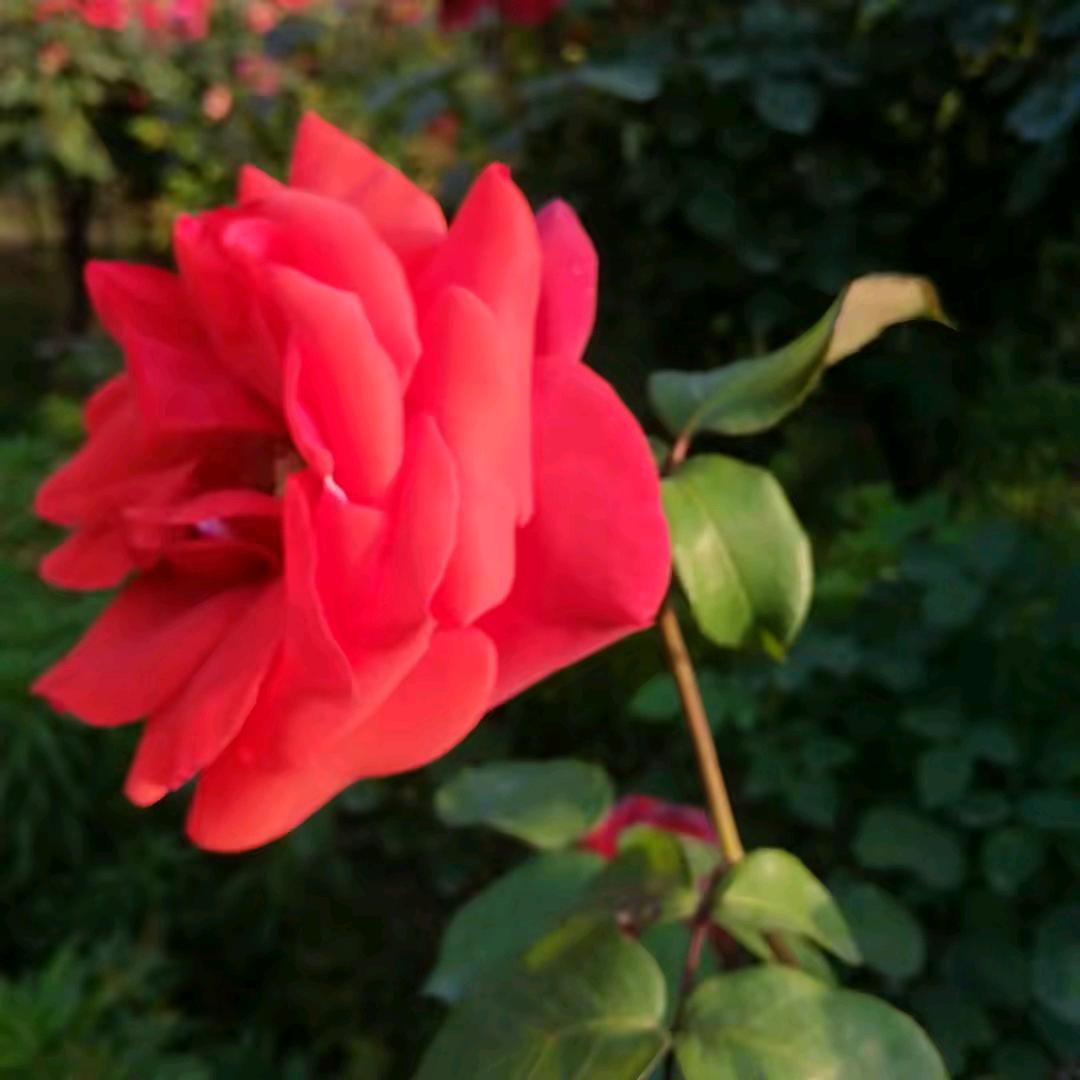 红尘❤❤有你🌹！