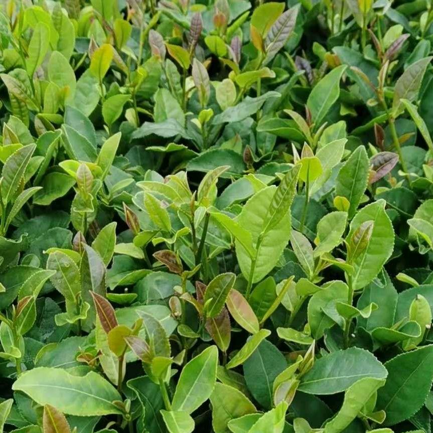 万祥茶业   《批发茶叶，方便袋，豆腐》