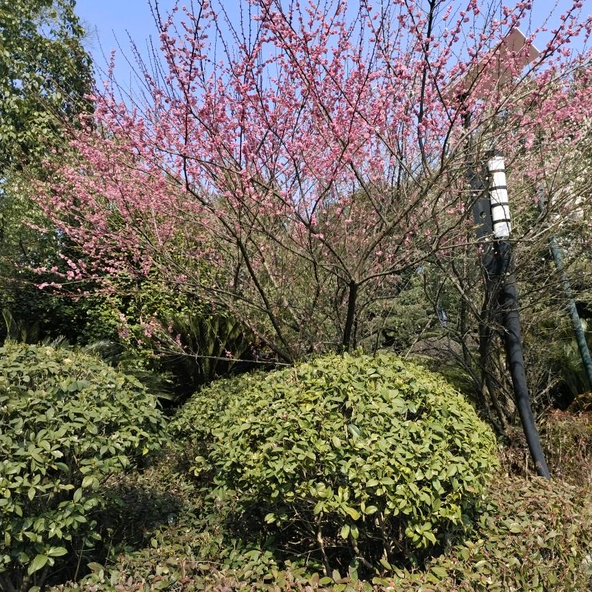 黑美