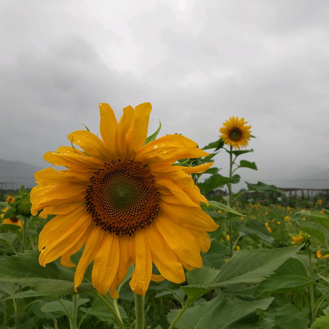 雅雨