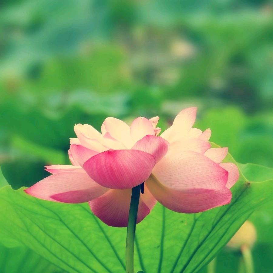 蓝池一剑