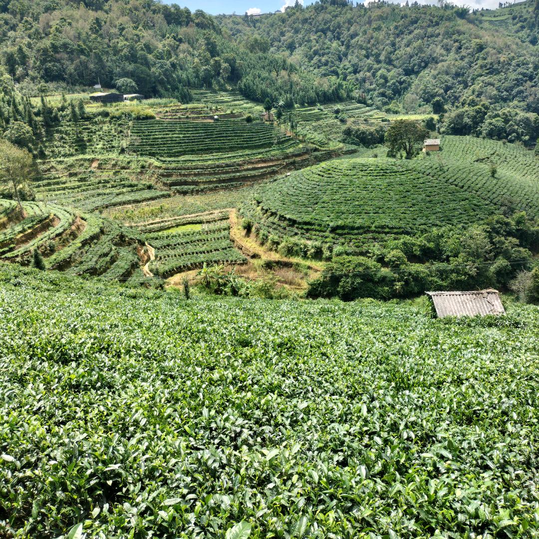 回龙茶小尹(●—●)