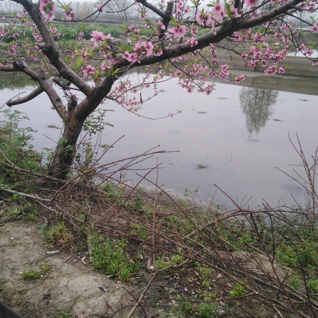 蟹哥