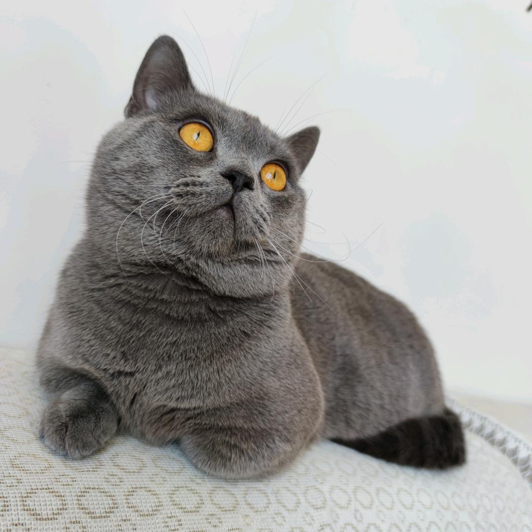功夫蓝猫