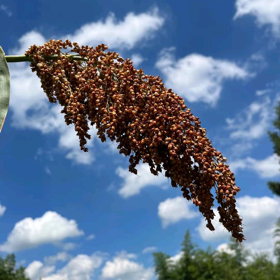 贵州仁怀～曾兴