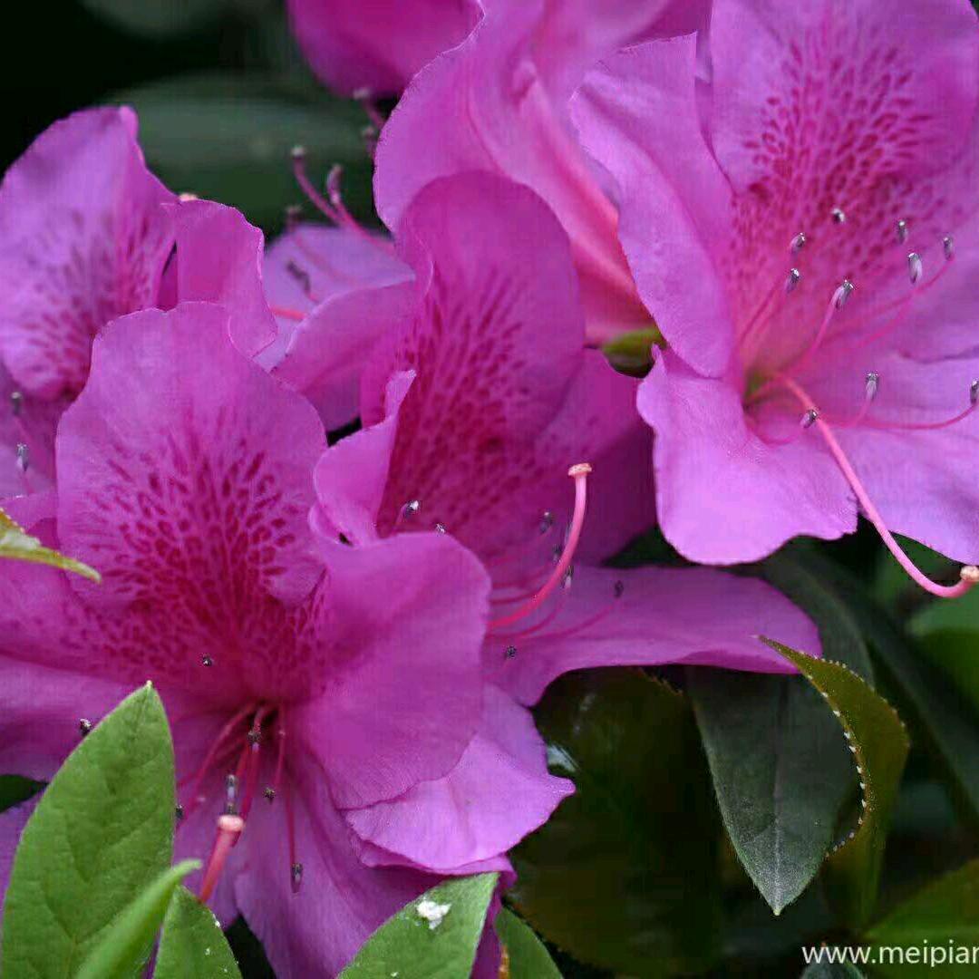 菲语