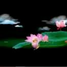 随缘1