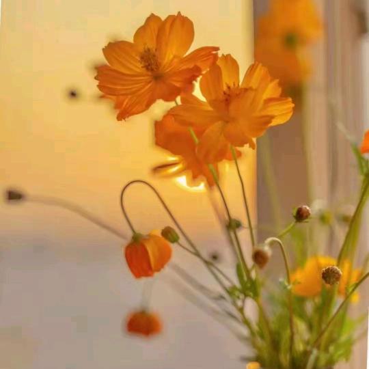 军仔 ຖiງht=͟͟͞͞꒰๑ु•̀