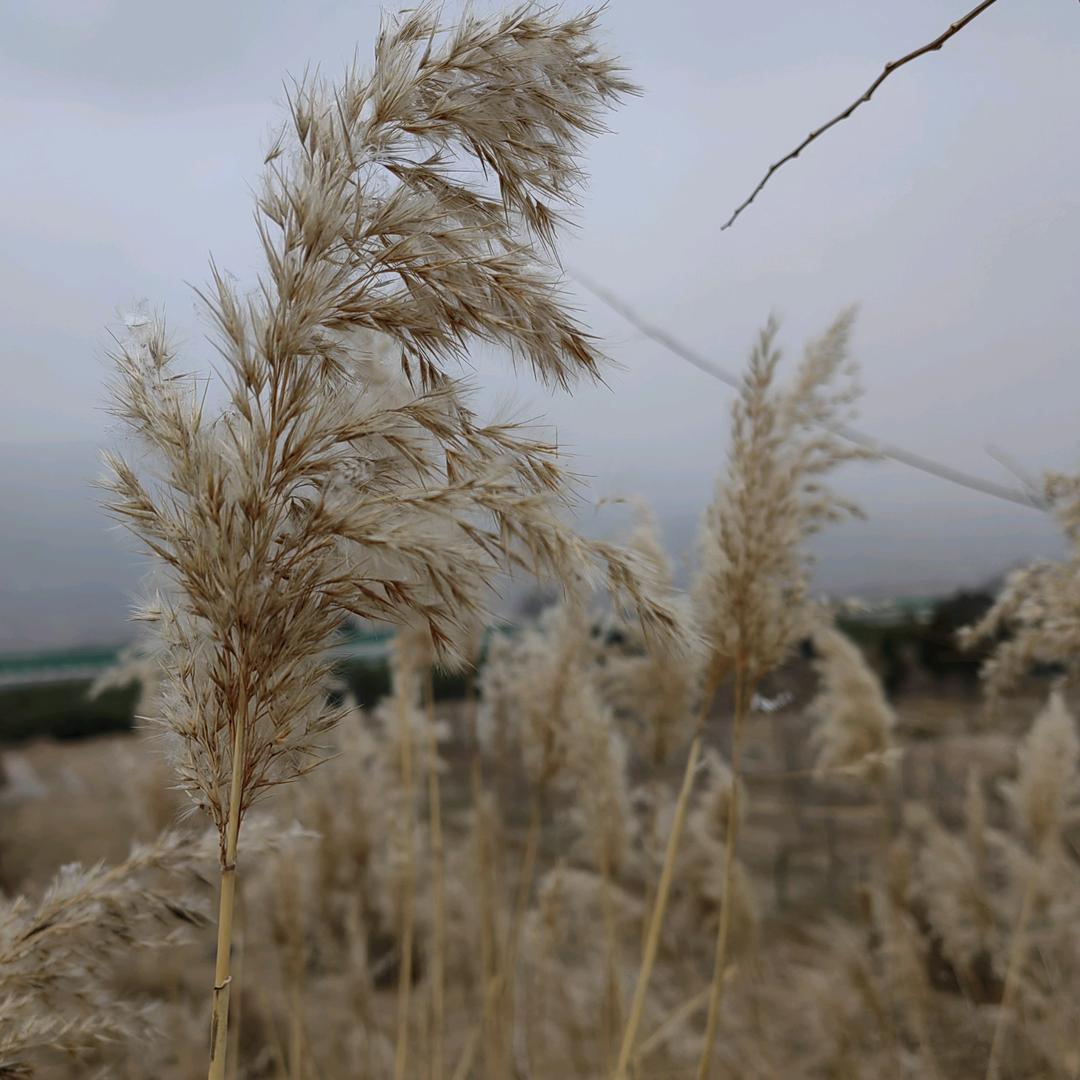 董飞龙在沙特