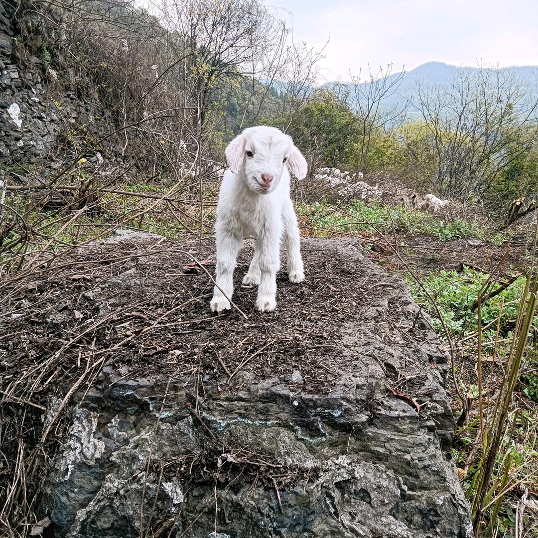 杨柳家庭农场牛羊养殖