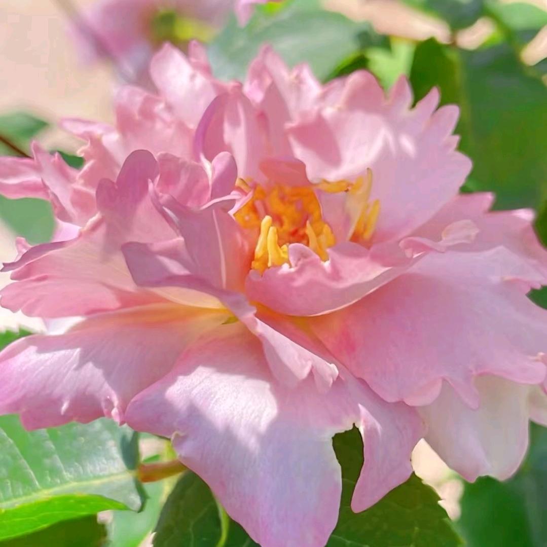 幸福