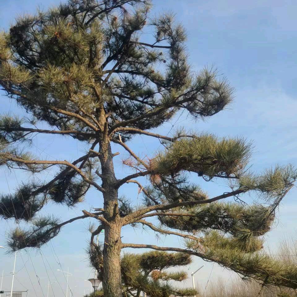 天蒙山星悦黑松（景松）费县基地